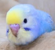 さわちゃん